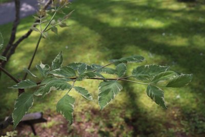 Aralia elata 'Variegata' - arálie štíhlá - listy